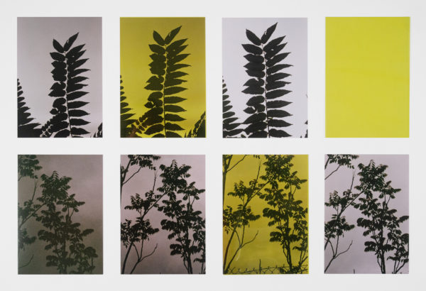 Ailanthus, 2020 Color photographs (7), Fuji Crystal Archive paper 7 x 5” each
